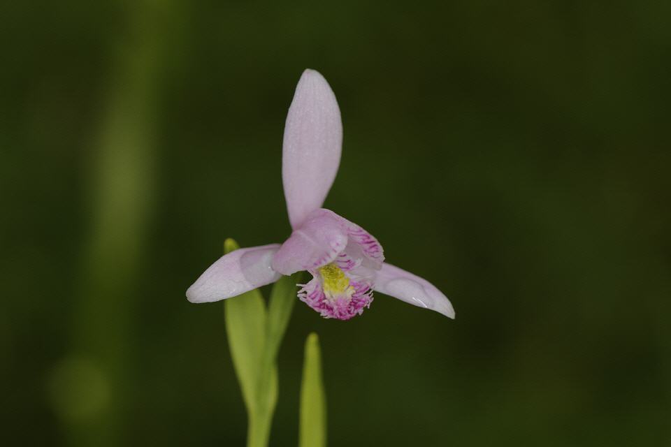 Pogonia ophioglossoides