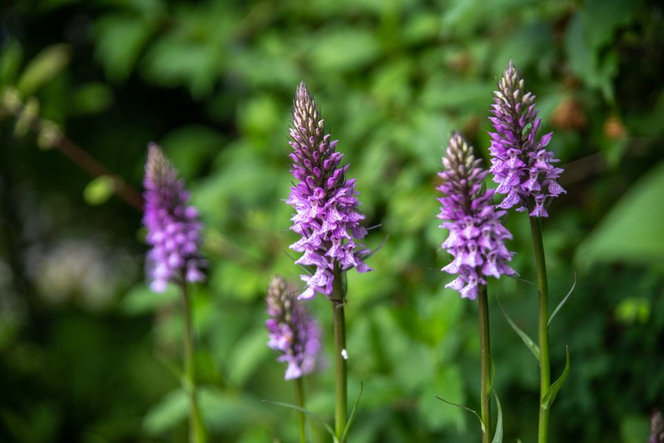 Dactylorhiza praetermissa