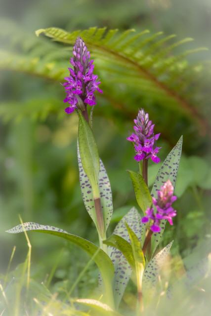Dactylorhiza foliorella