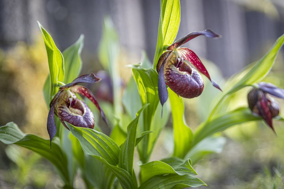 Cypripedium hybr.