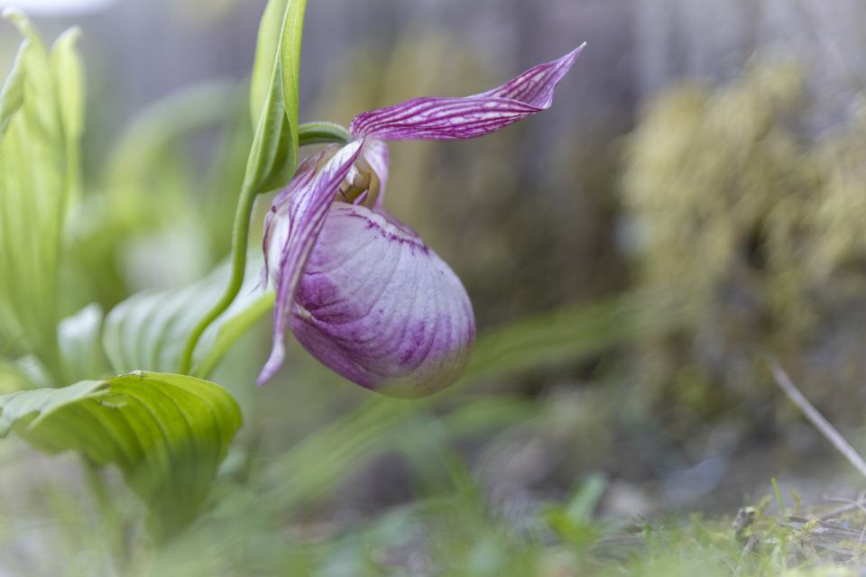 Cypripedium hybr.