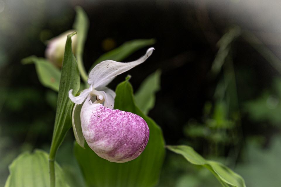 Cypripedium reginae
