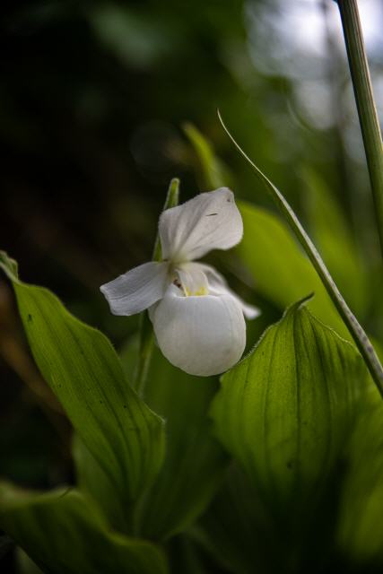 Cypripedium reginae var. alba