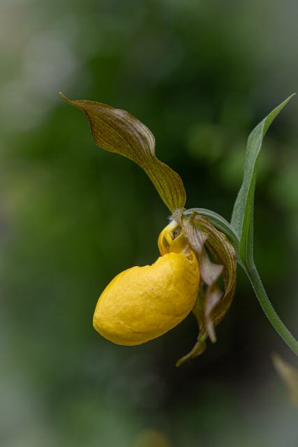 Cypripedium pubescens