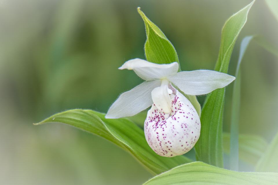 Cypripedium hybr." Ulla Silkens"