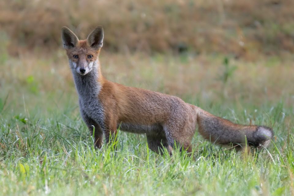 Rotfuchs
