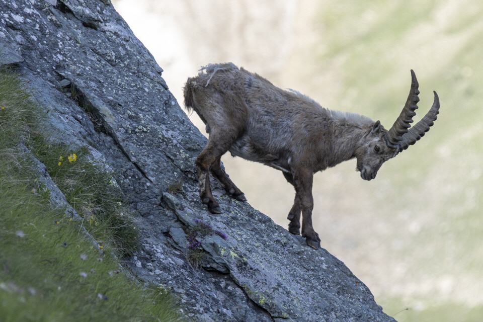 Alpensteinbock
