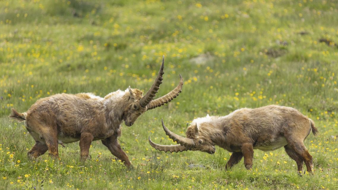 Alpensteinbock