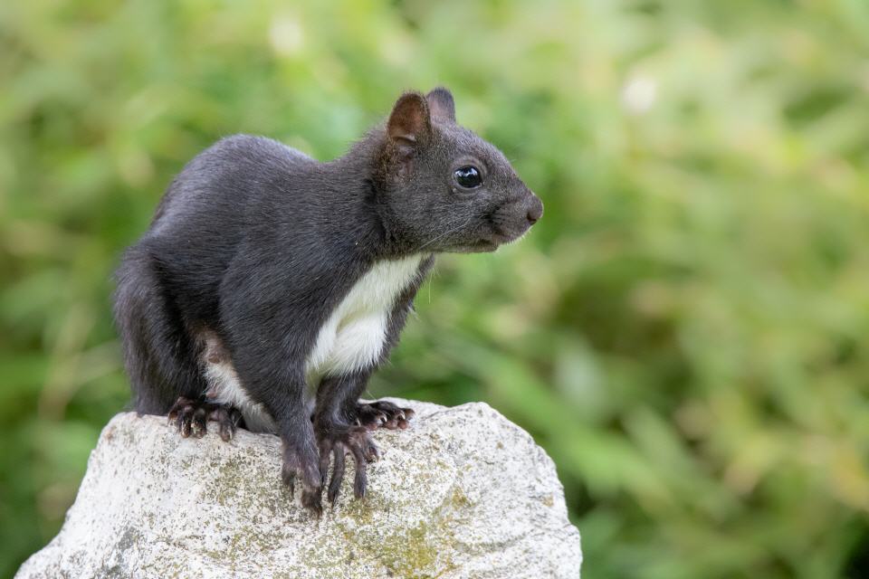 Eichhörnchen