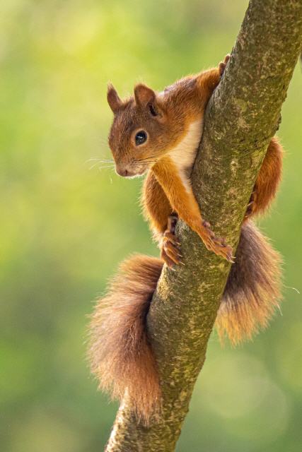 Eichhörnchen