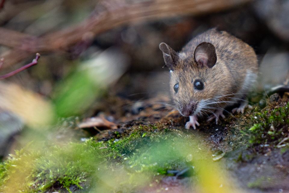 Waldmaus