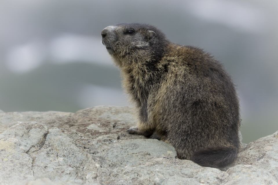 Alpenmurmeltier