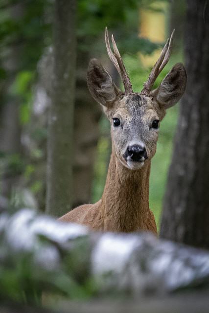 Reh Bock