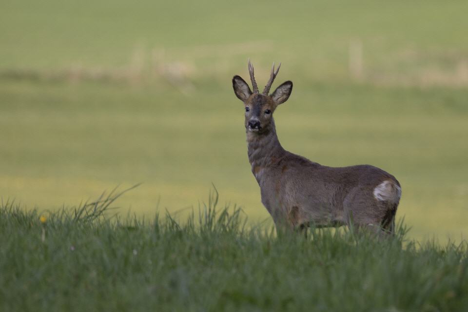Reh Bock