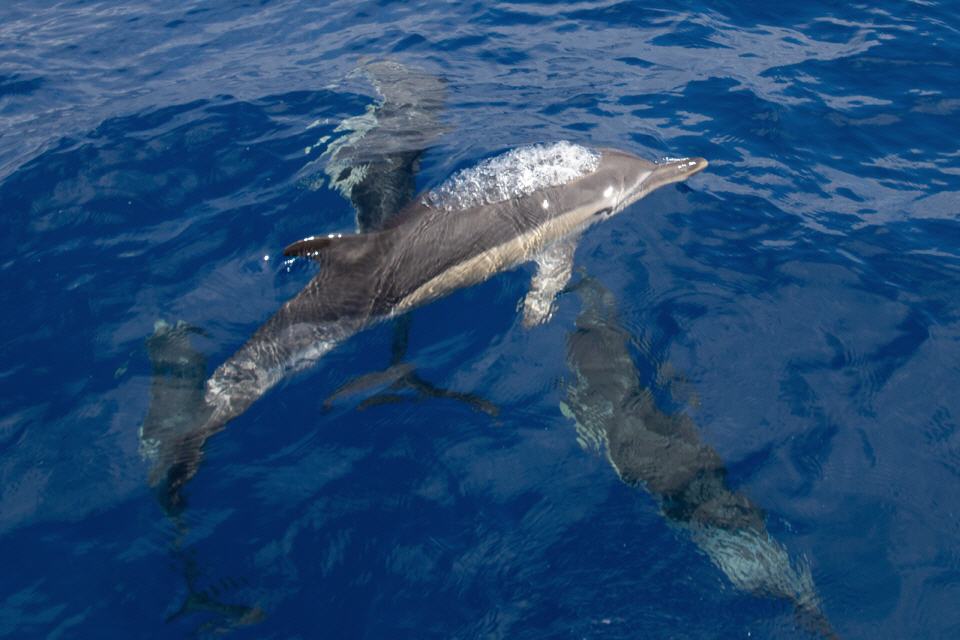 Gemeiner Delfin