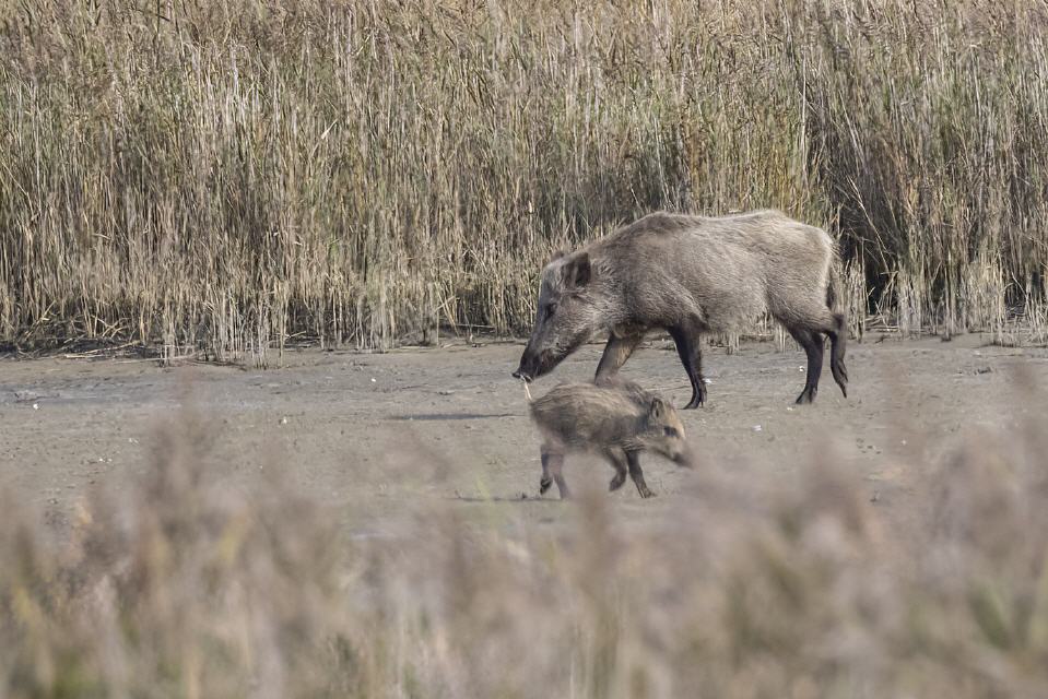 Wildschwein