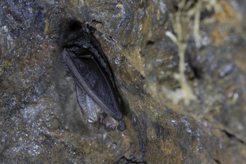 Fledermaus