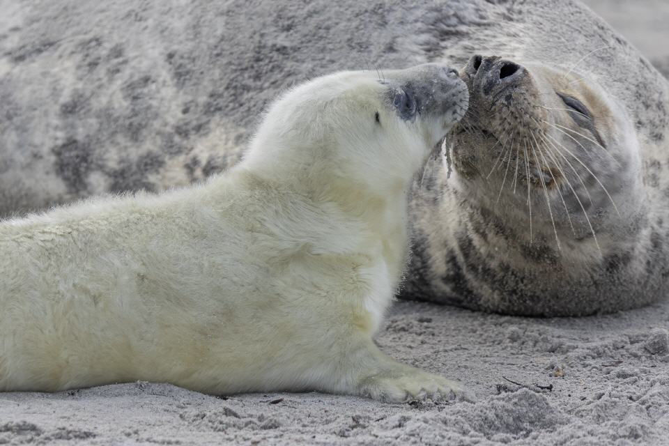 Kegelrobbe, weibl. mit Jungtier