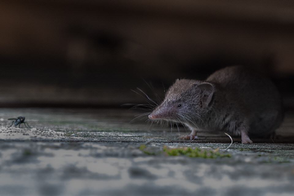 Spitzmaus
