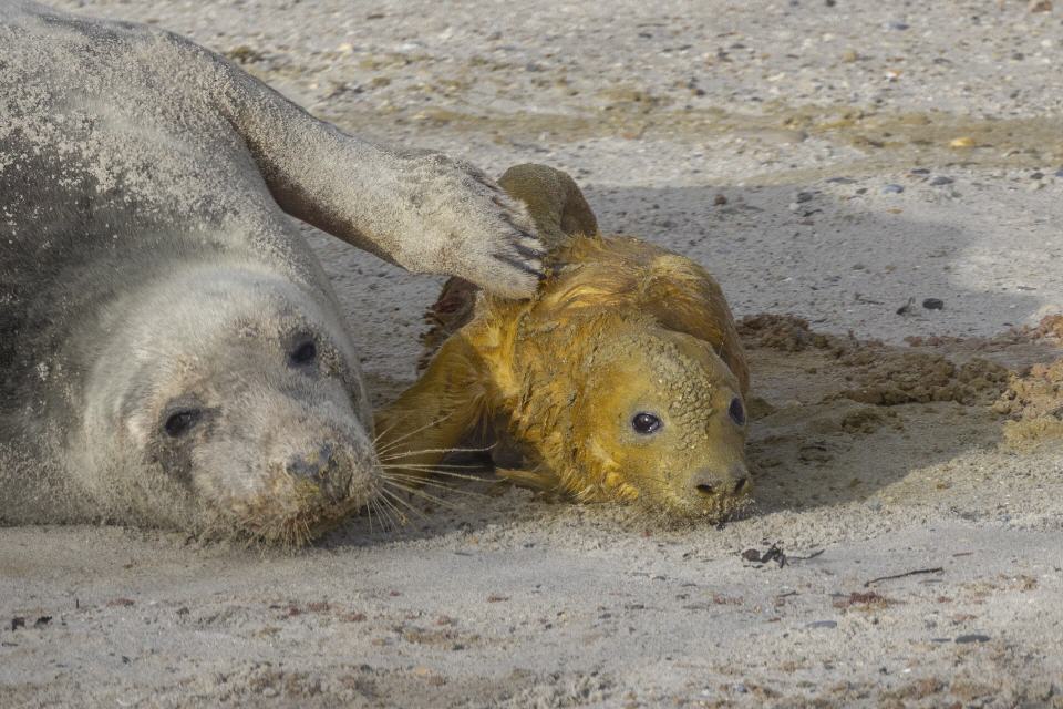 Kegelrobbe, frisch geboren