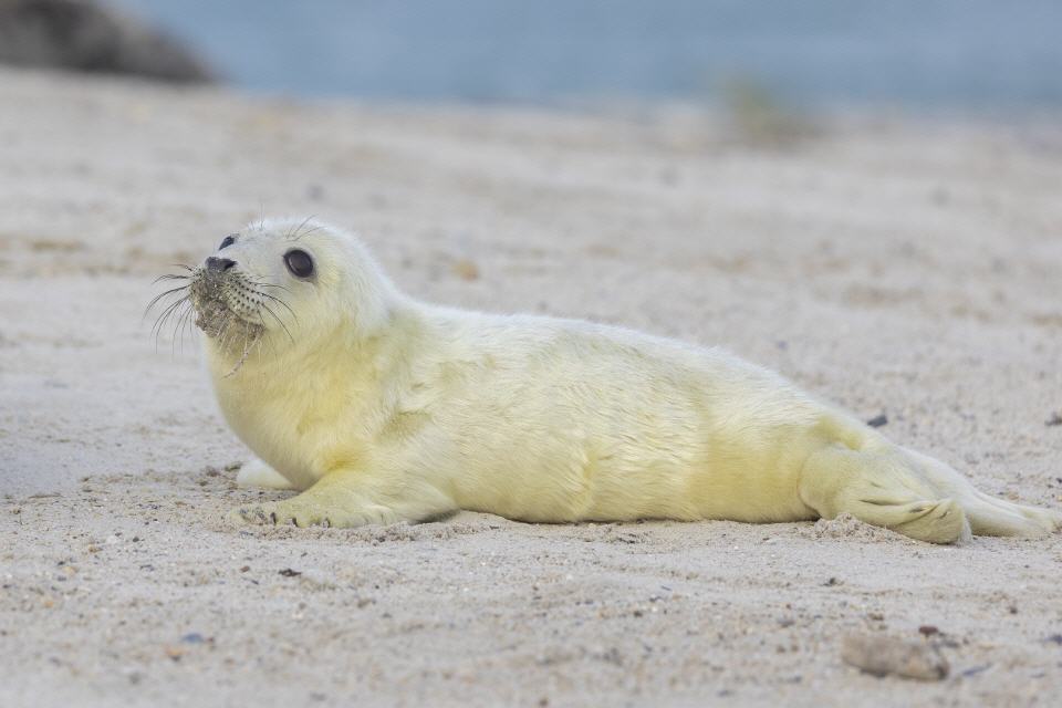 Kegelrobbe, Jungtier