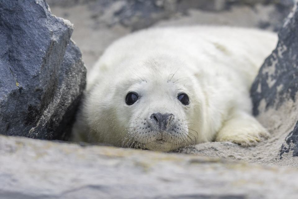 Kegelrobbe, Jungtier