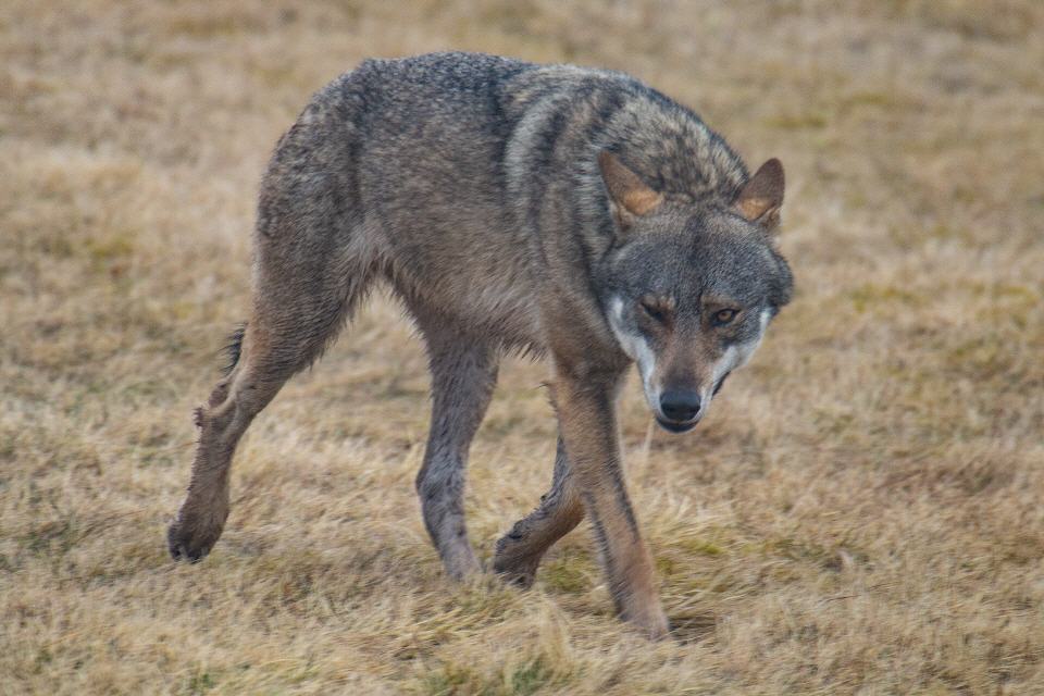 Wolf