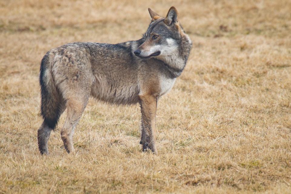 Wolf