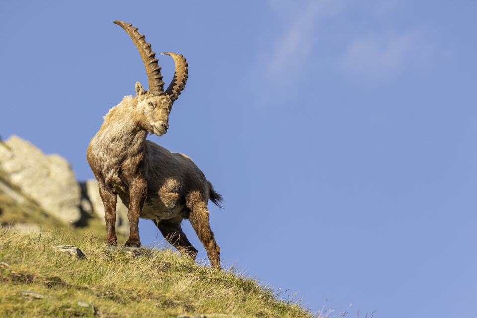 Alpensteinbock