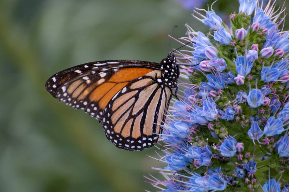 Monarchfalter (Danaus plexippus)