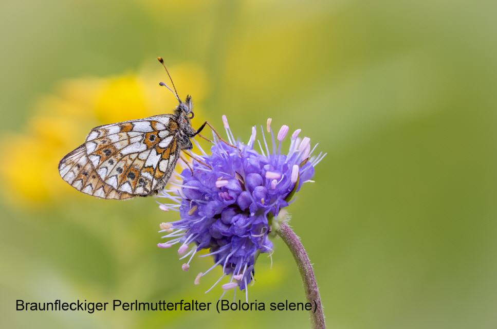 Braunfleckiger Perlmutterfalter (Boloria selene)