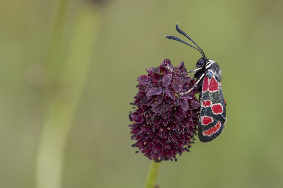 Krainer Widderchen (Zygaena carniolica)