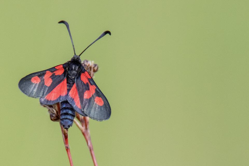 Sumpfhornklee-Widderchen (Zygaena trifolii)