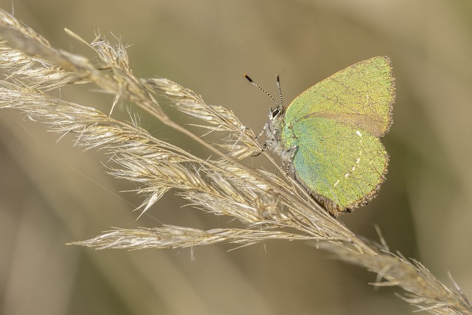 Grüner Zipfelfalter (Callophrys rubi)