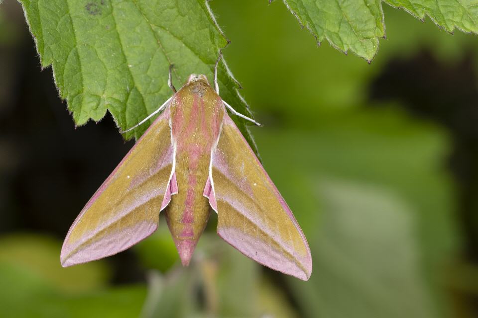 Mittlerer Weinschwärmer