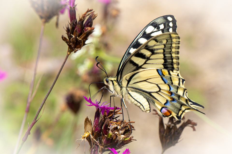 Schwalbenschwanz (Papilio machaon)