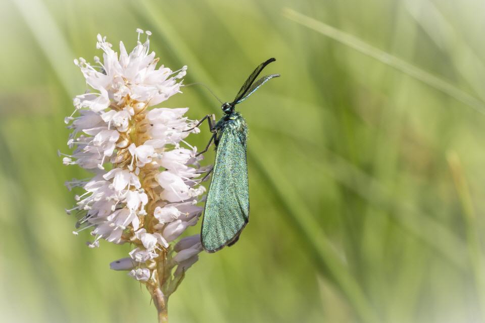 Ampfer-Grünwidderchen (Adscita statices)