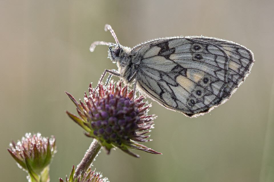 Schachbrett  (Melanargia galathea)