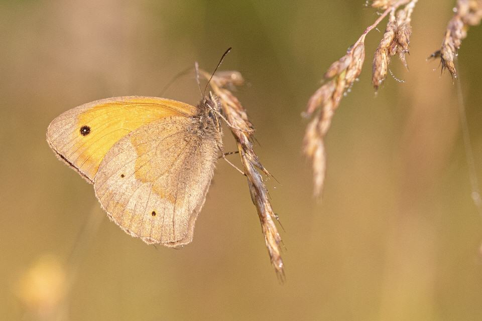 Großes Wiesenvögelchen (Coenonympha tullia) 