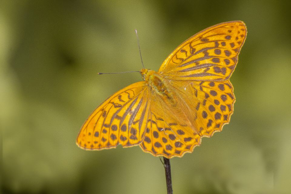 Kaisermantel (Argynnis paphia) 