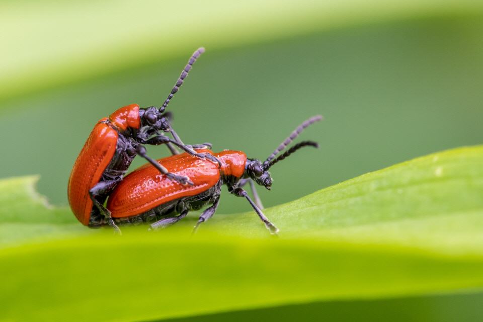 Lilienhähnchen (Lilioceris lilii)
