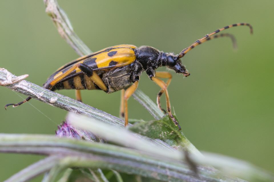Gefleckter Schmalbock (Rutpela maculata)