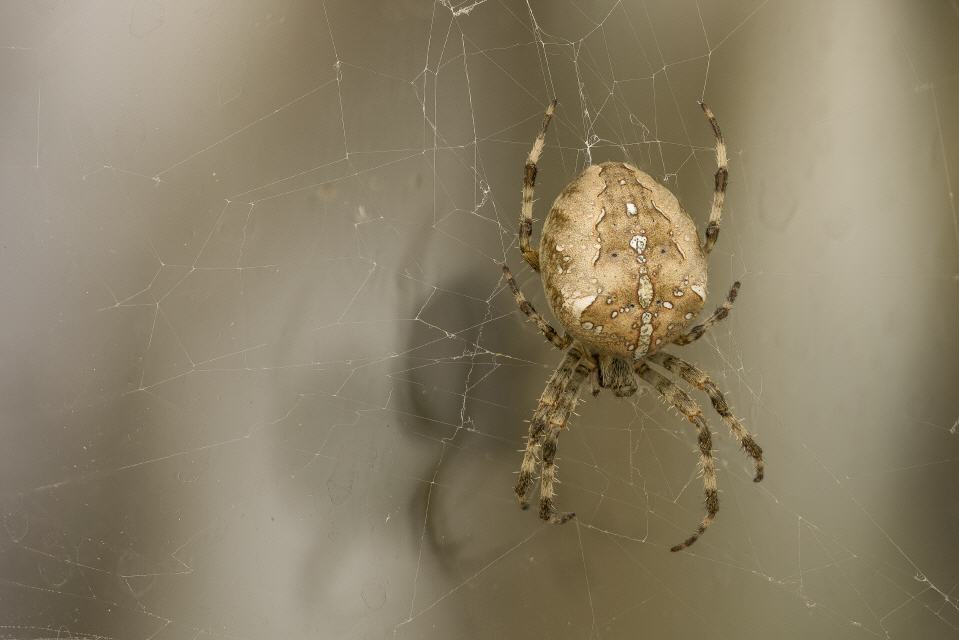 Gartenkreuzspinne (Araneus diadematius) 