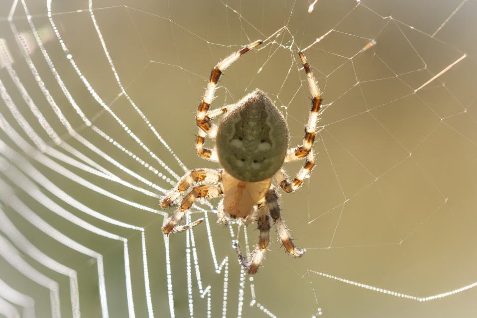 Vierfleck-Kreuzspinne  ( Araneus quadratus)