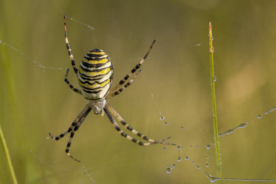 Wespenspinne (Argiope bruennichi)