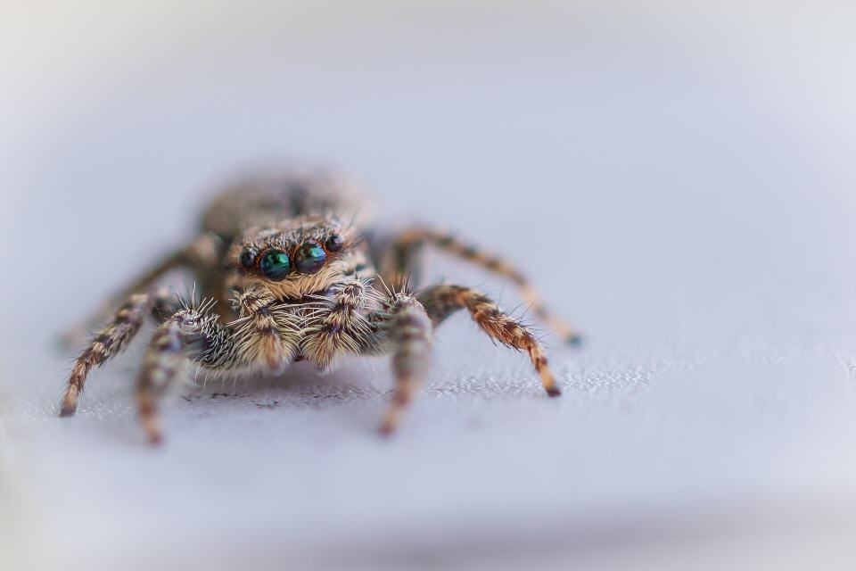Zebraspringspinne (Salticus scenicus)