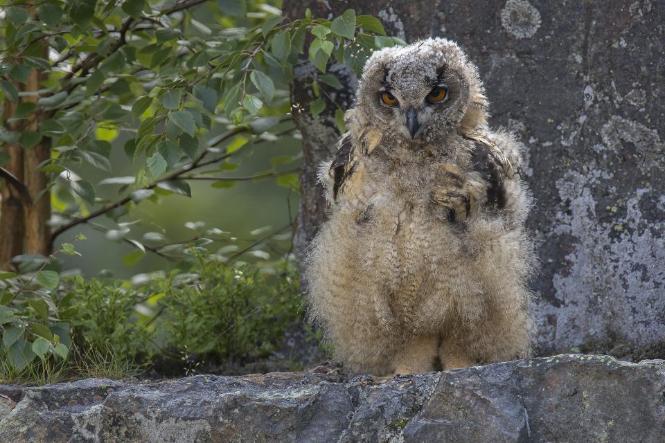 Uhu Jungvogel
