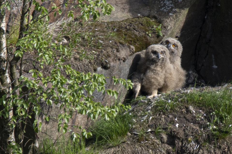 Uhu Jungvögel