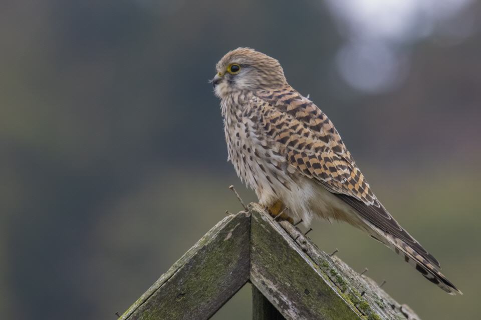 Turmfalke weiblich