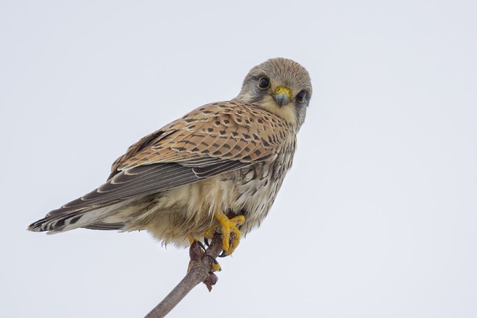 Turmfalke männl.